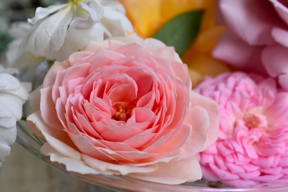 f:id:tangerinekun:20191028055834j:plain f:id:tangerinekun:20191028055834j:plain