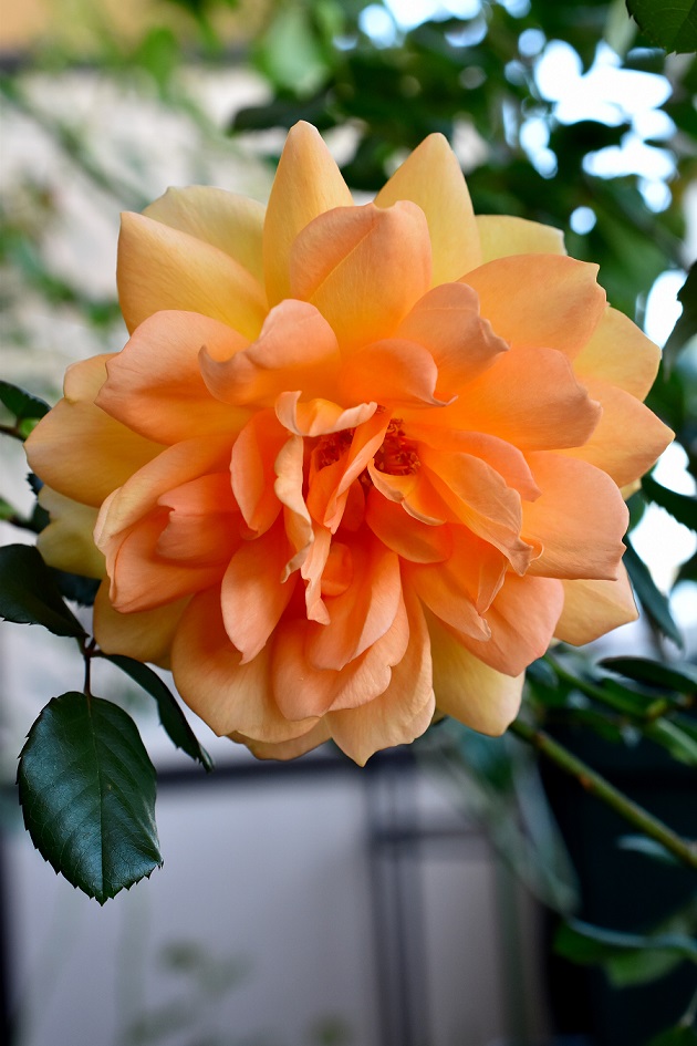 f:id:tangerinekun:20191116004531j:plain