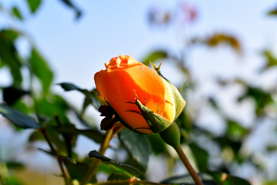 f:id:tangerinekun:20191116004906j:plain