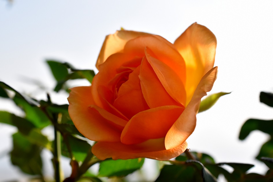 f:id:tangerinekun:20191116004925j:plain
