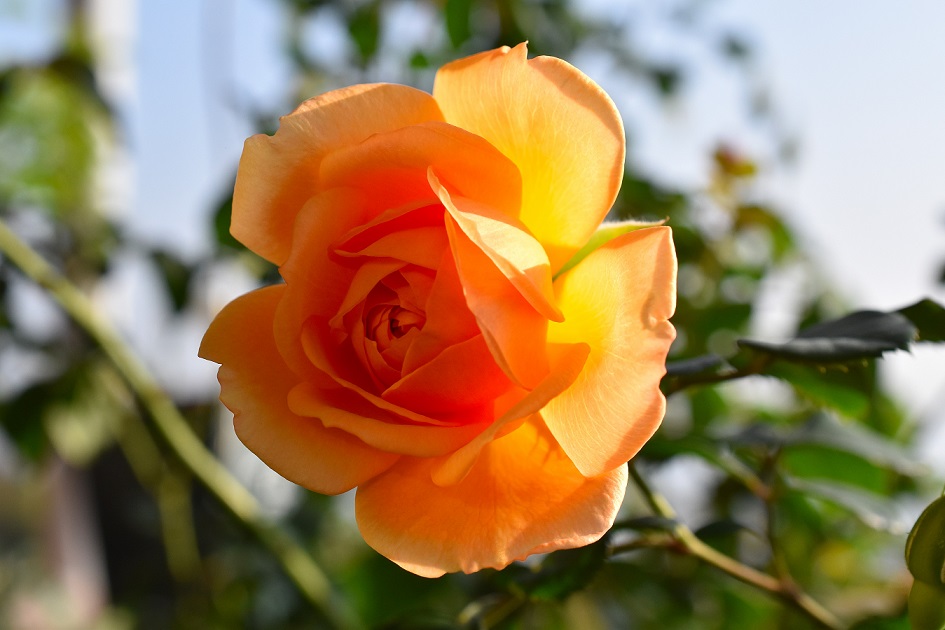 f:id:tangerinekun:20191116004946j:plain