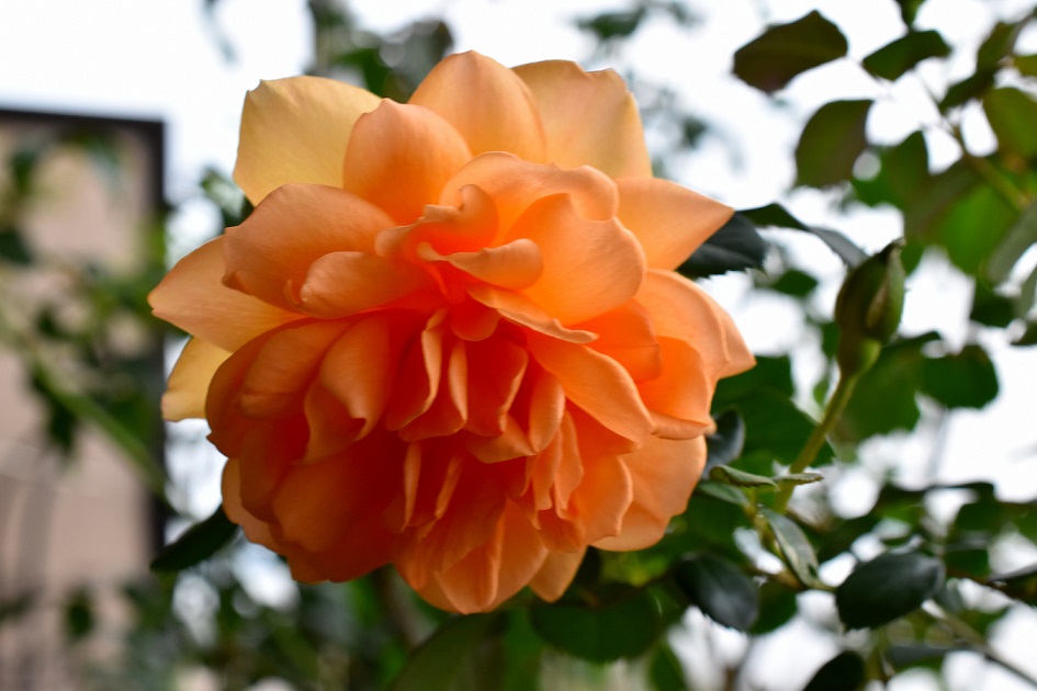 f:id:tangerinekun:20191116005043j:plain