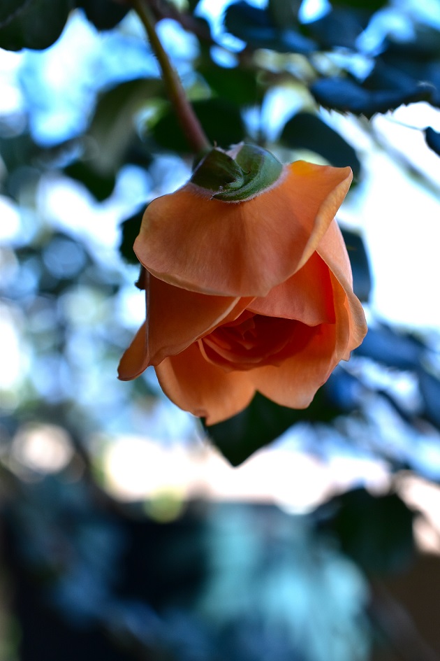 f:id:tangerinekun:20191116005925j:plain