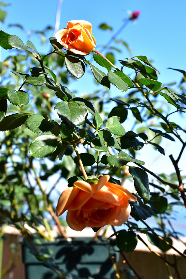 f:id:tangerinekun:20191116005956j:plain