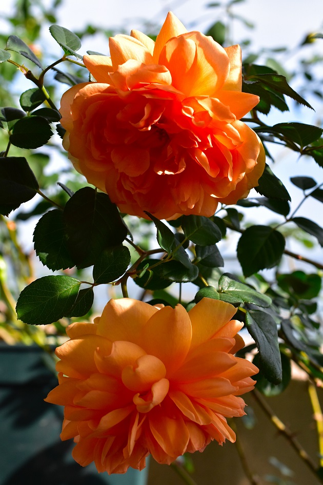 f:id:tangerinekun:20191117113417j:plain