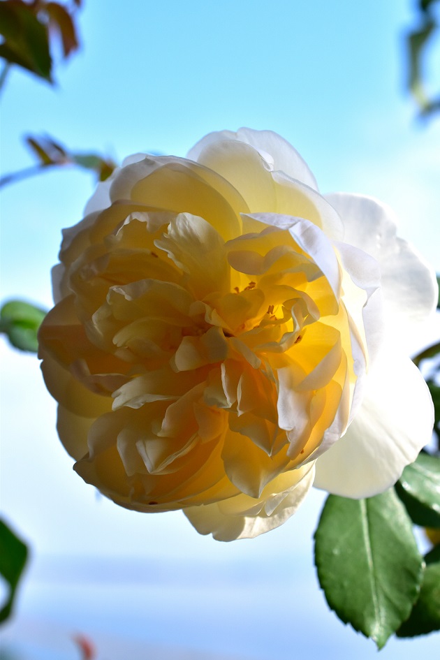 f:id:tangerinekun:20191128103545j:plain
