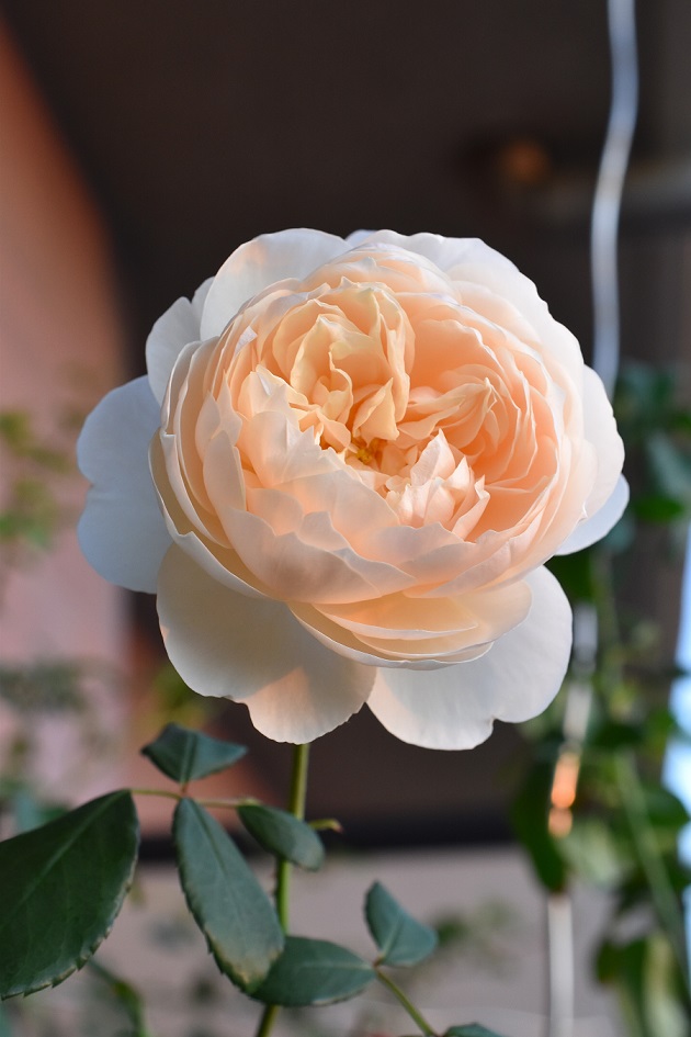 f:id:tangerinekun:20191128105705j:plain