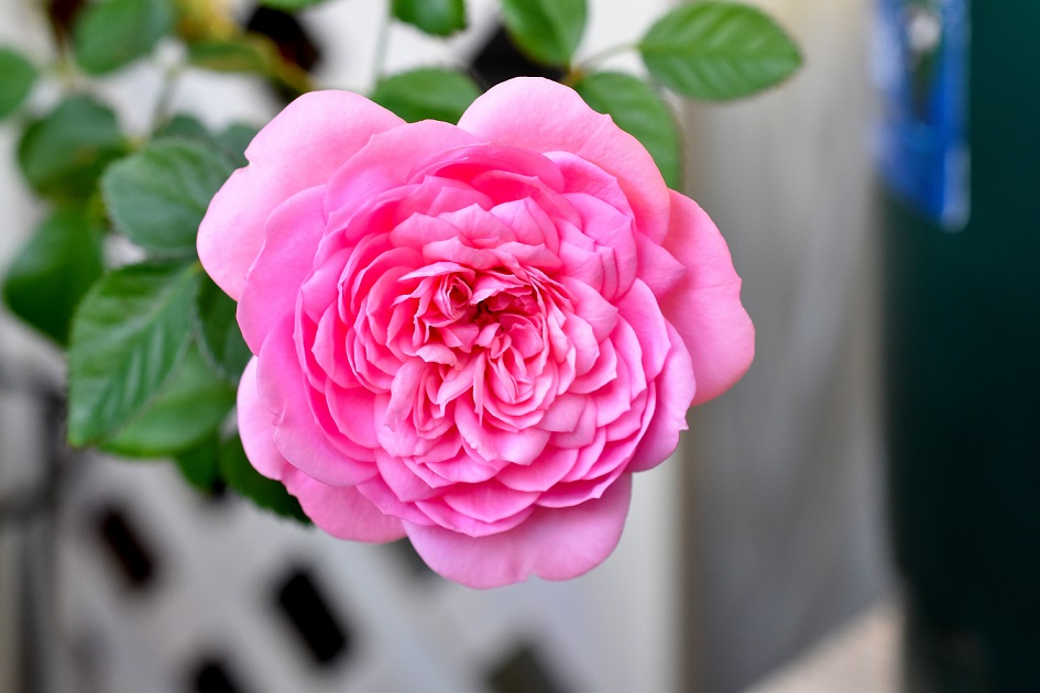 f:id:tangerinekun:20191211072145j:plain
