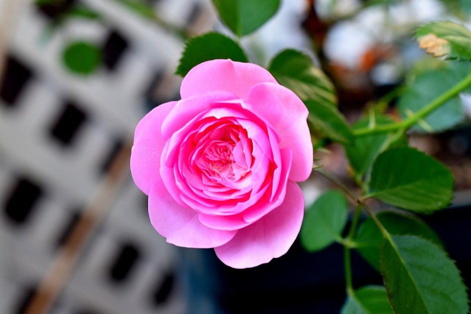 f:id:tangerinekun:20191211072207j:plain