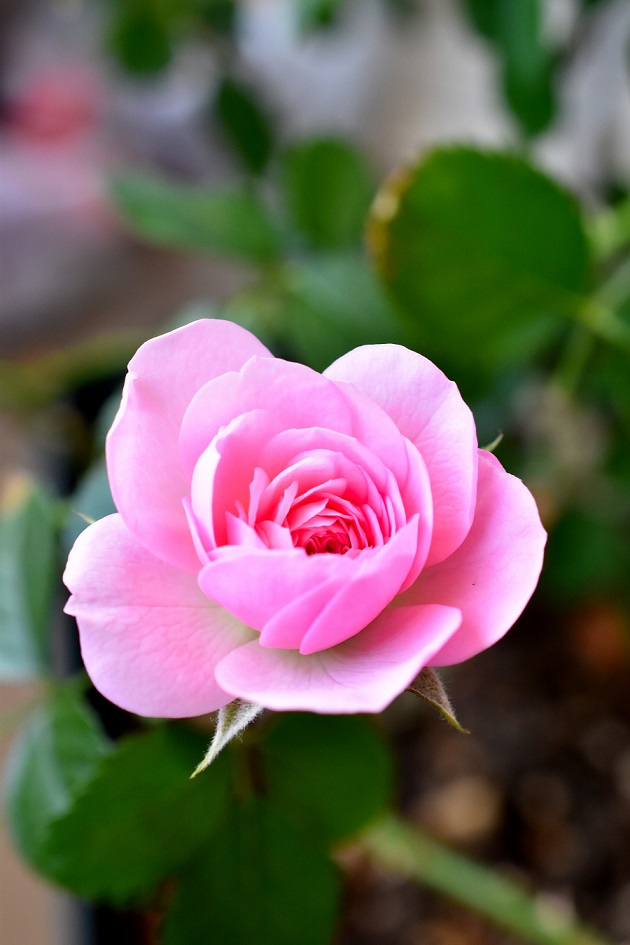 f:id:tangerinekun:20191211072249j:plain