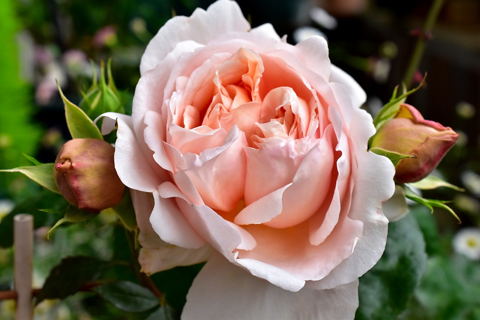f:id:tangerinekun:20200423222727j:plain f:id:tangerinekun:20200423222727j:plain