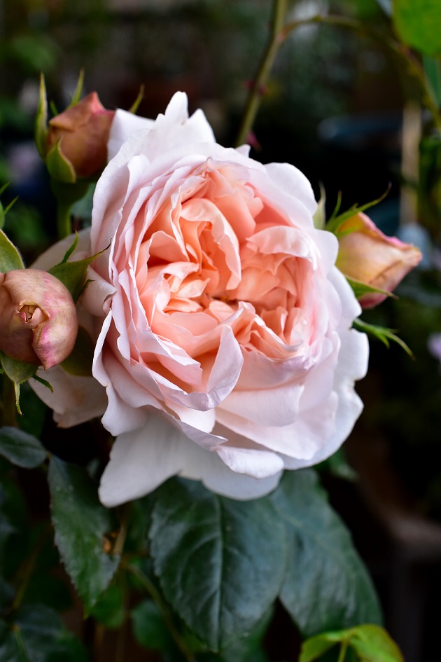 f:id:tangerinekun:20200423223739j:plain f:id:tangerinekun:20200423223739j:plain