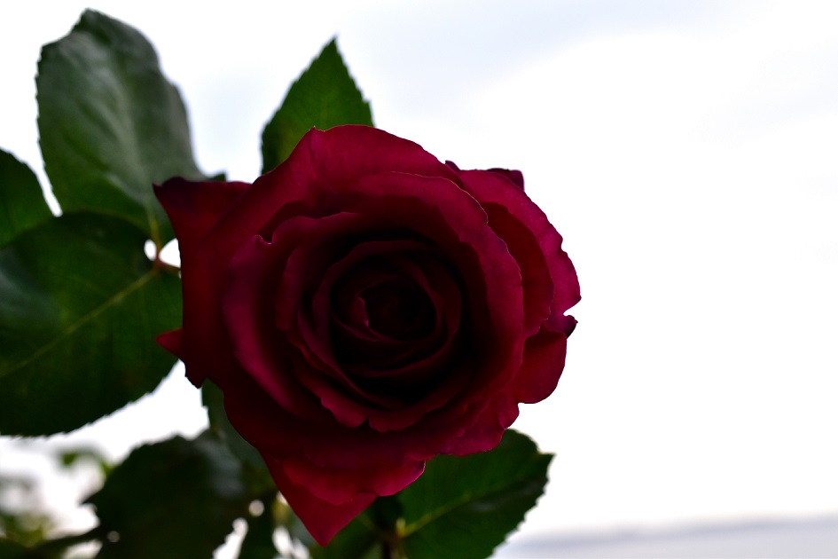 f:id:tangerinekun:20200427105149j:plain