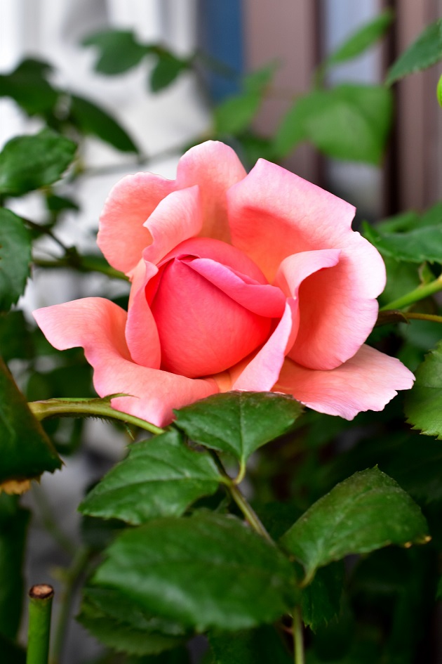 f:id:tangerinekun:20200510141052j:plain f:id:tangerinekun:20200510141052j:plain