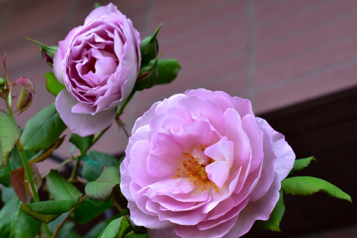 f:id:tangerinekun:20200510141835j:plain f:id:tangerinekun:20200510141835j:plain