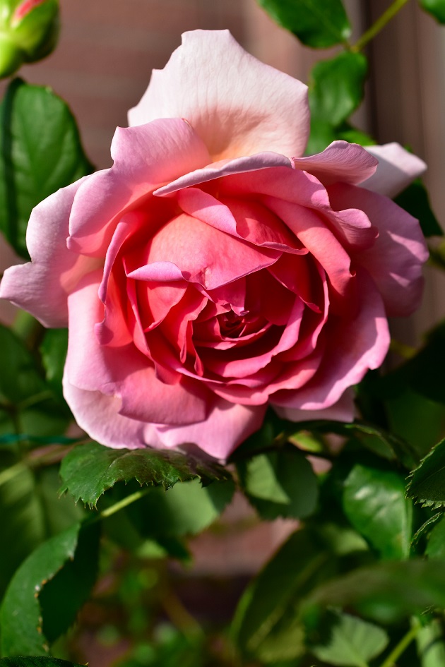 f:id:tangerinekun:20200511152342j:plain f:id:tangerinekun:20200511152342j:plain