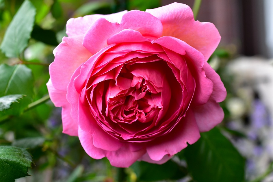 f:id:tangerinekun:20200512114155j:plain