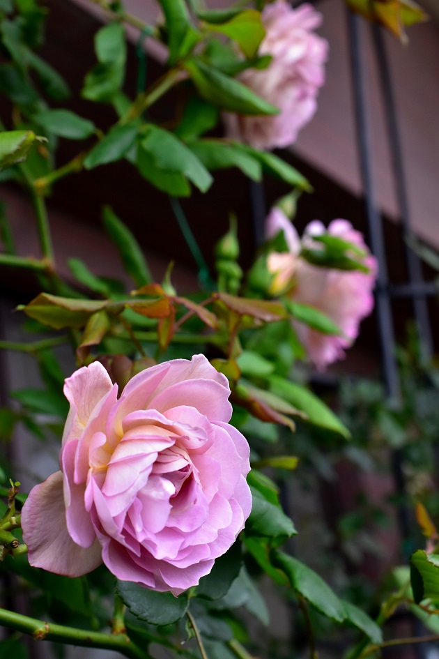f:id:tangerinekun:20200512114309j:plain