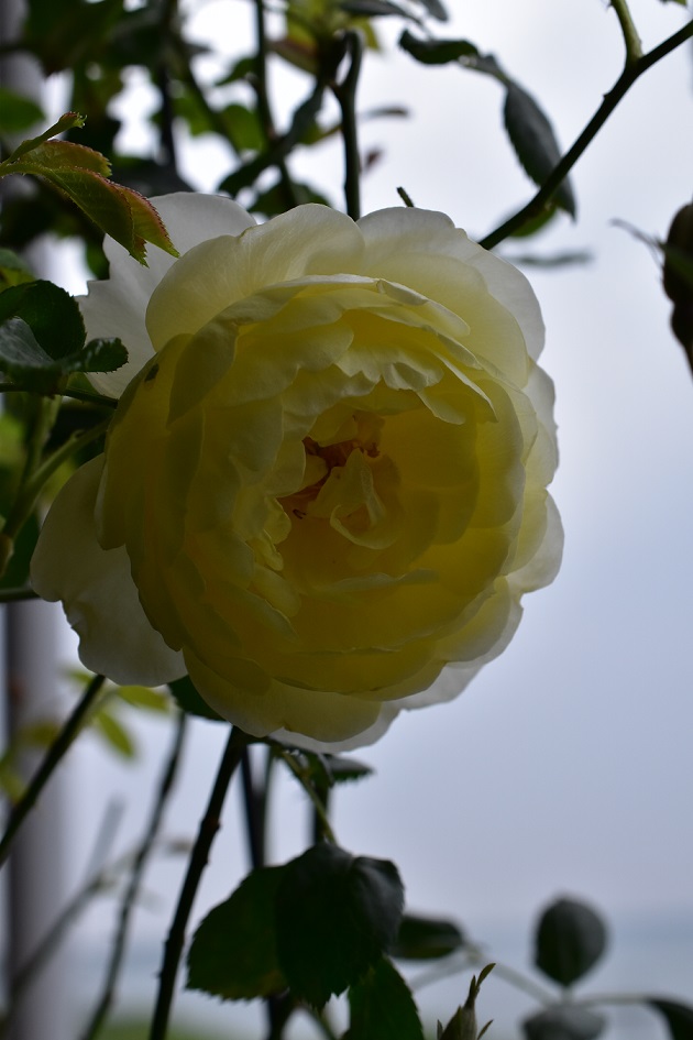 f:id:tangerinekun:20200512114757j:plain