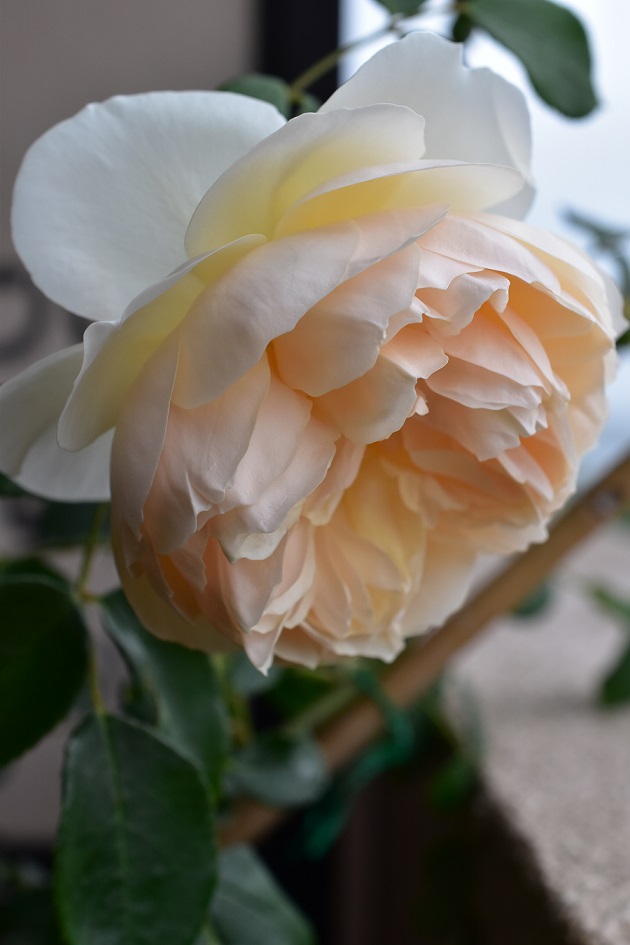 f:id:tangerinekun:20200512115224j:plain