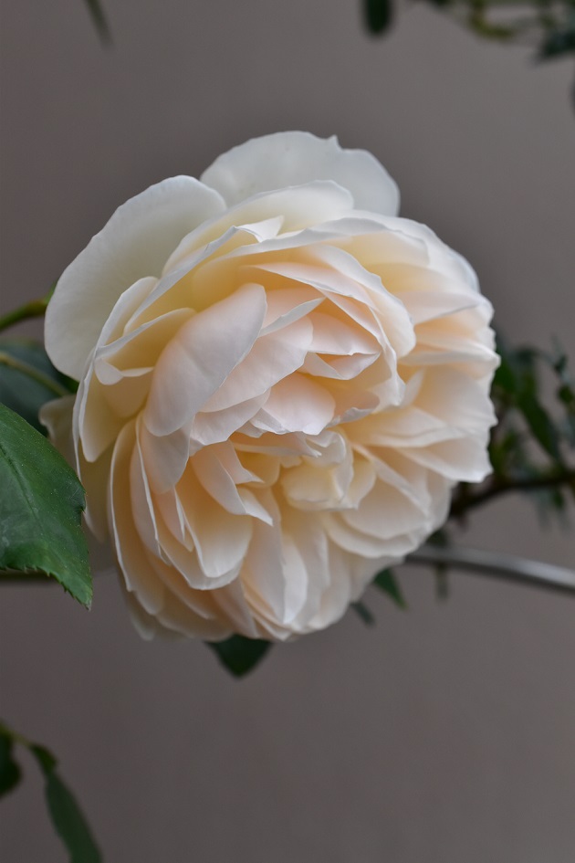 f:id:tangerinekun:20200512115419j:plain