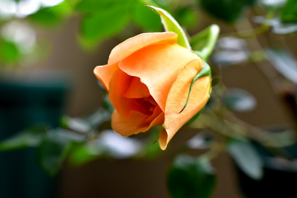 f:id:tangerinekun:20200516231640j:plain