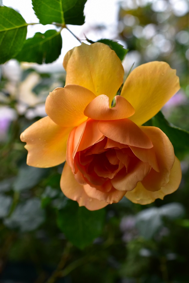 f:id:tangerinekun:20200516232902j:plain