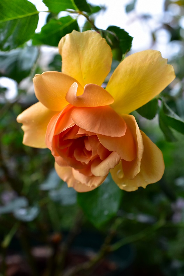f:id:tangerinekun:20200517003017j:plain
