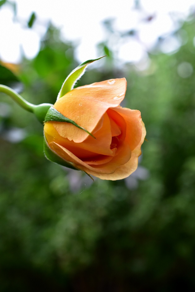 f:id:tangerinekun:20200517003602j:plain