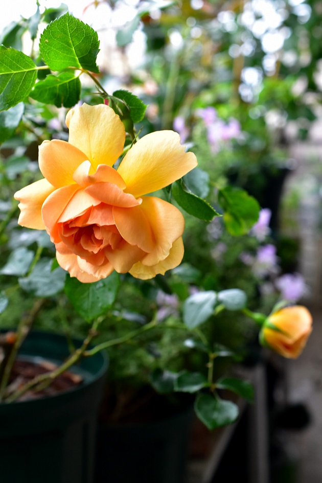 f:id:tangerinekun:20200517004009j:plain