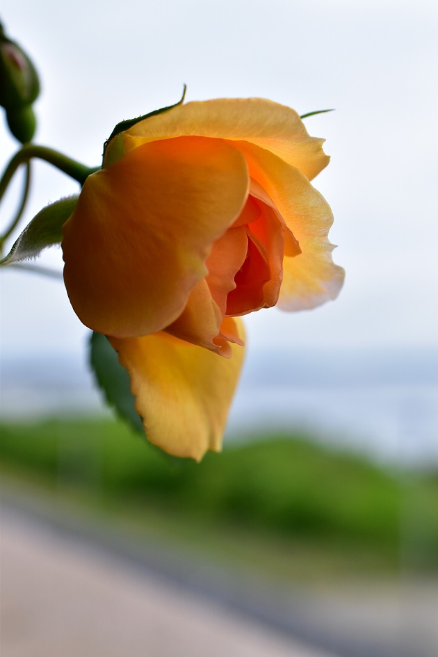 f:id:tangerinekun:20200517004614j:plain