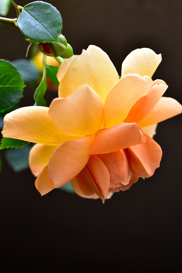 f:id:tangerinekun:20200517005032j:plain