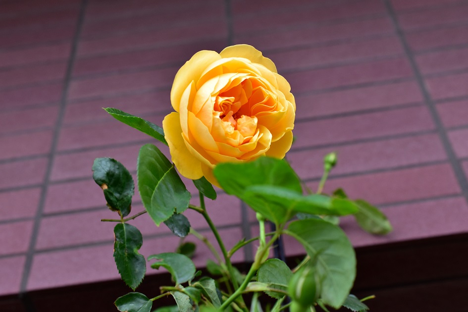 f:id:tangerinekun:20200517014129j:plain