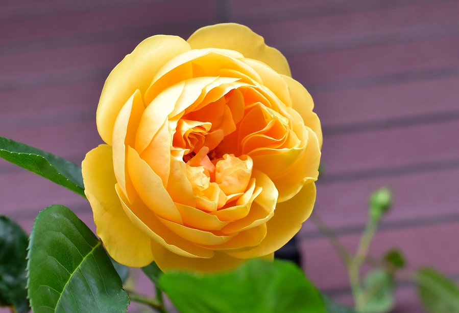 f:id:tangerinekun:20200517014220j:plain