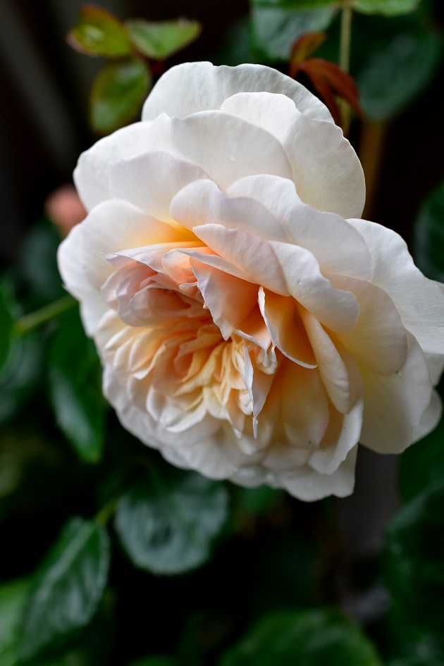 f:id:tangerinekun:20200517020243j:plain