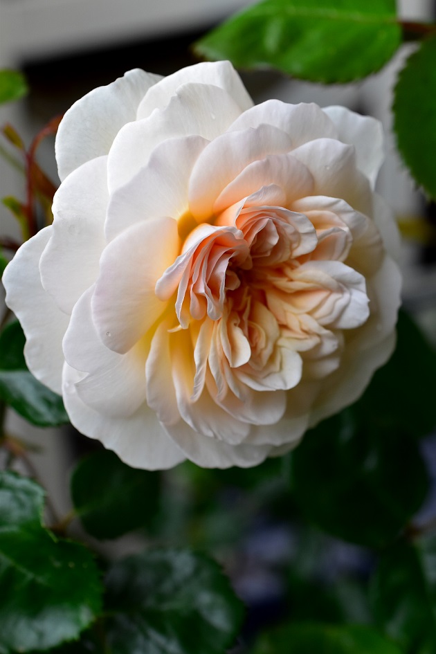 f:id:tangerinekun:20200517020418j:plain