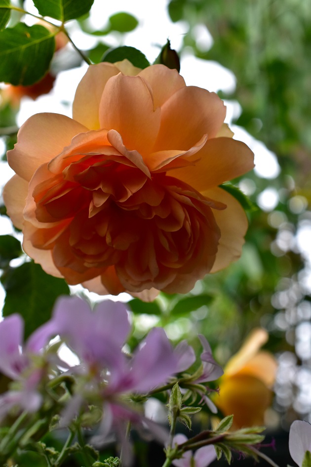 f:id:tangerinekun:20200517192719j:plain