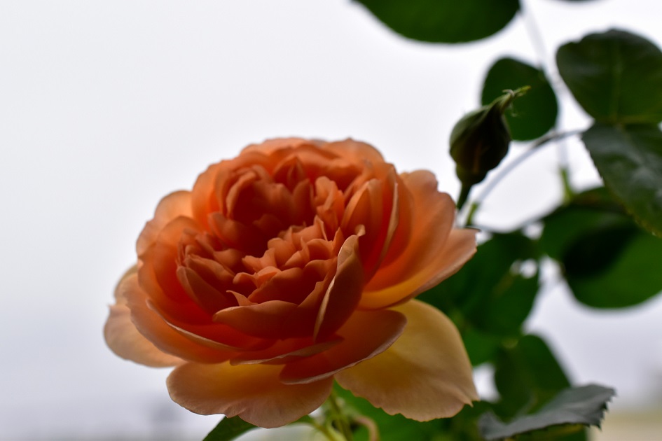 f:id:tangerinekun:20200517192736j:plain