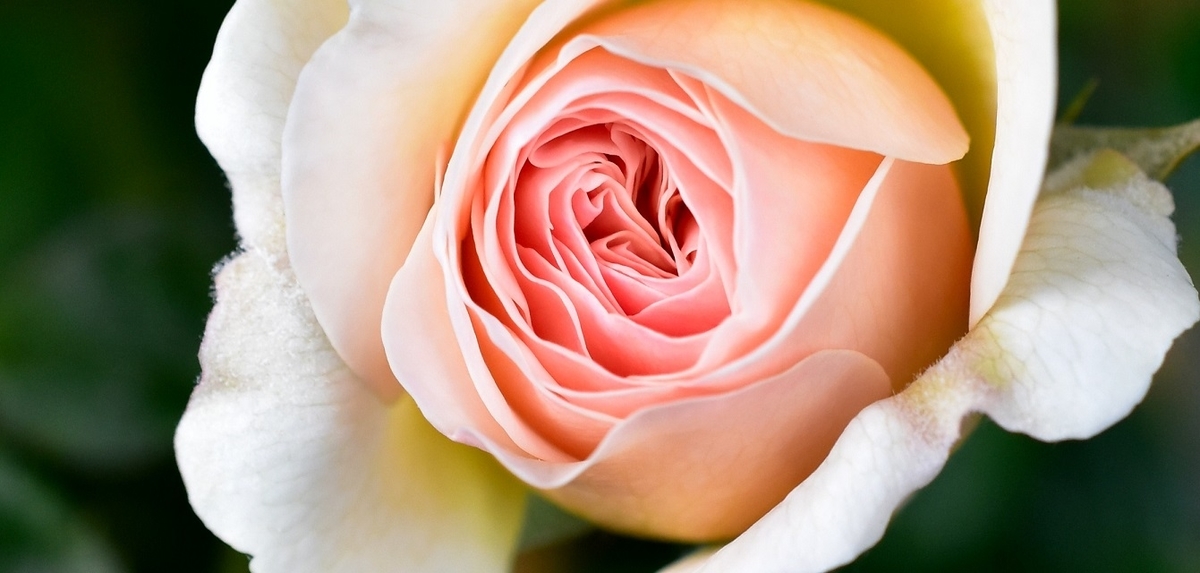 f:id:tangerinekun:20200520220858j:plain f:id:tangerinekun:20200520220858j:plain
