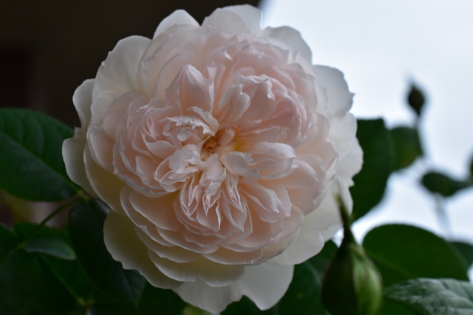 f:id:tangerinekun:20200525080635j:plain
