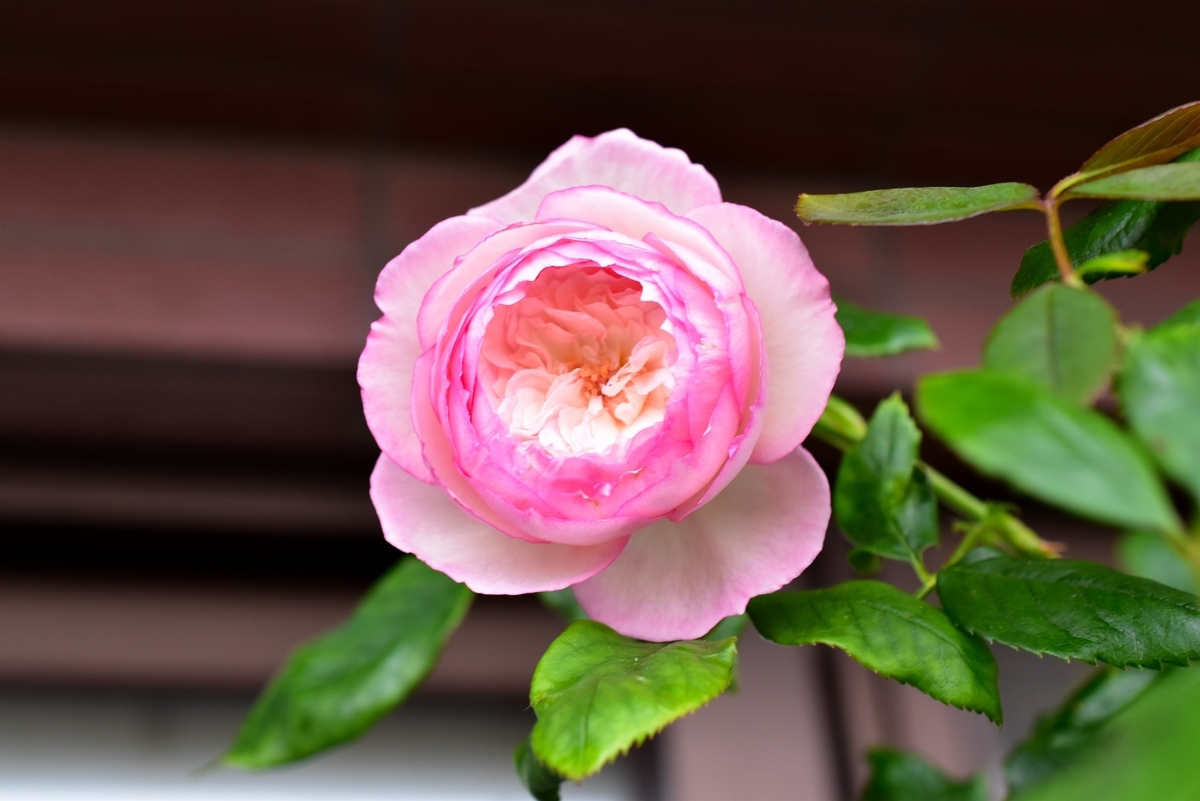 f:id:tangerinekun:20200528123753j:plain f:id:tangerinekun:20200528123753j:plain