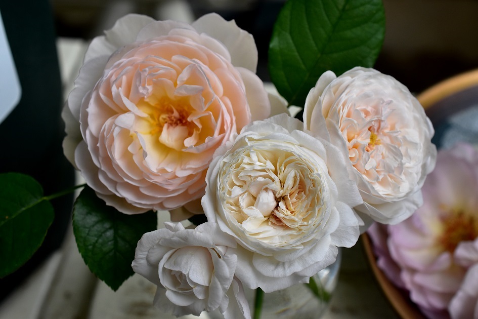 f:id:tangerinekun:20200604041420j:plain f:id:tangerinekun:20200604041420j:plain