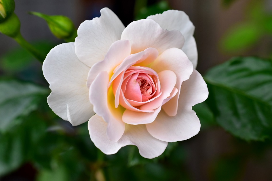 f:id:tangerinekun:20200604214659j:plain f:id:tangerinekun:20200604214659j:plain