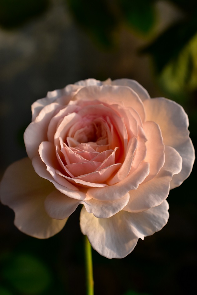 f:id:tangerinekun:20200607192354j:plain