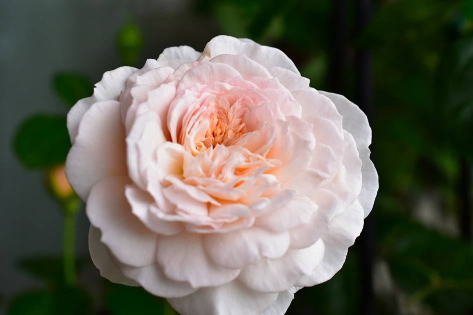 f:id:tangerinekun:20200607192459j:plain
