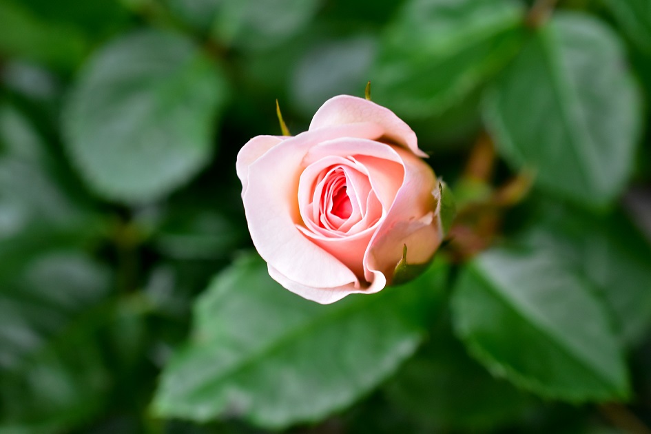 f:id:tangerinekun:20200607192656j:plain