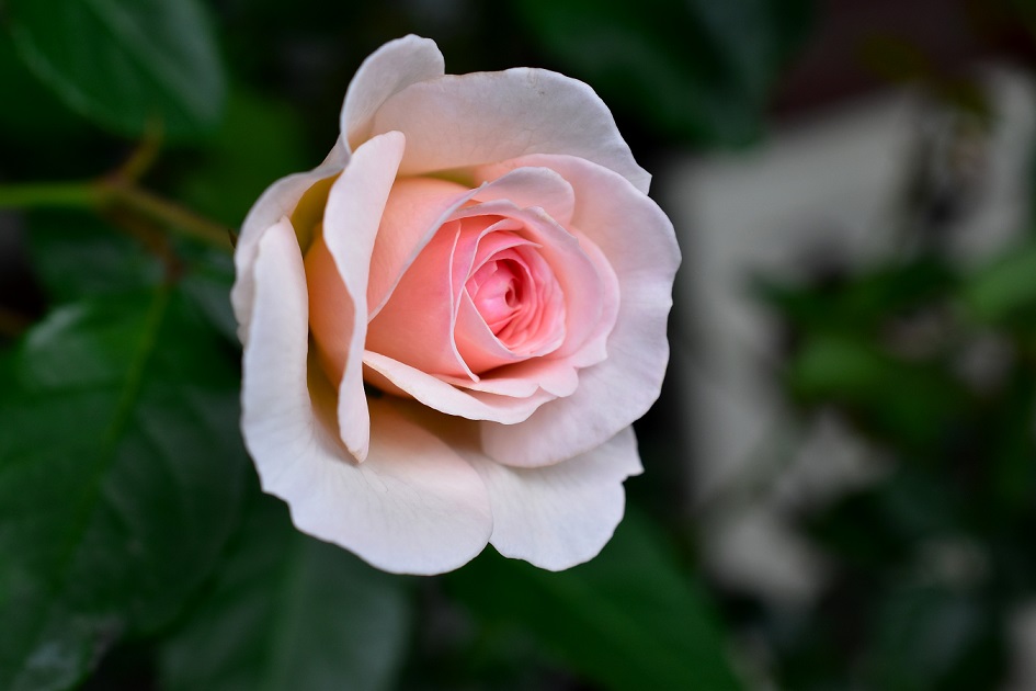 f:id:tangerinekun:20200607192711j:plain