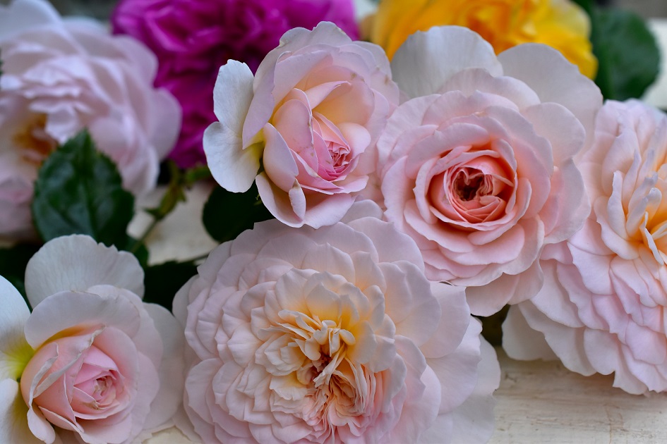 f:id:tangerinekun:20200607200619j:plain
