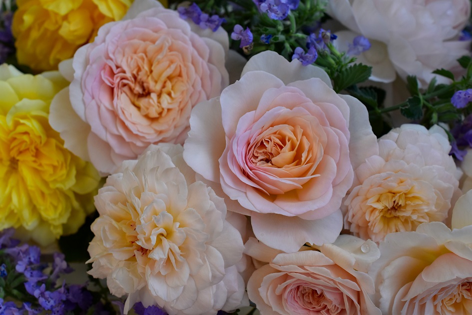 f:id:tangerinekun:20200608090931j:plain