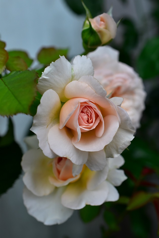 f:id:tangerinekun:20200614092519j:plain